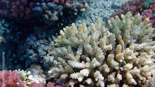 School of Blue Chromis Swimming Over Vibrant Coral Reef in Tropical Ocean