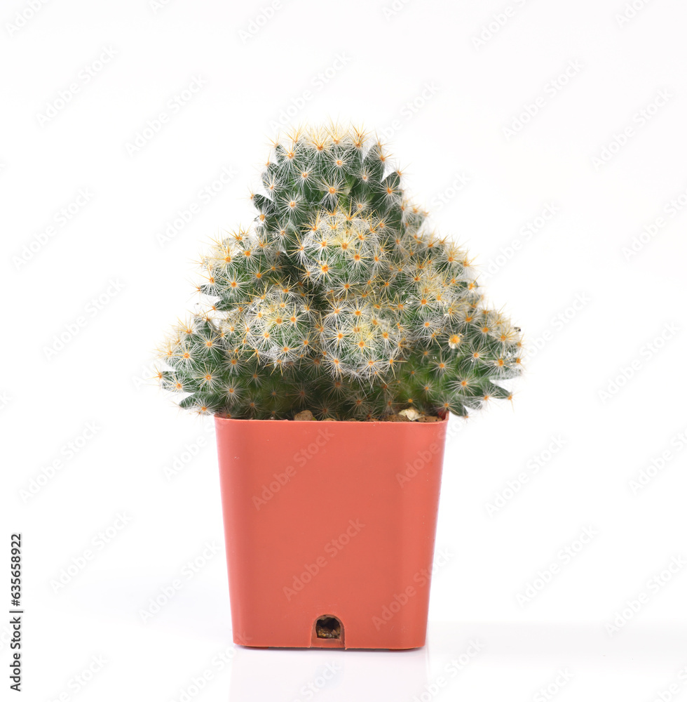 Cactus isolated on white background Cactus isolated on white background
