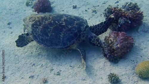 Sea Turtle Swimming Gracefully Over Coral Reef in the Red Sea, Tropical Underwater Scene