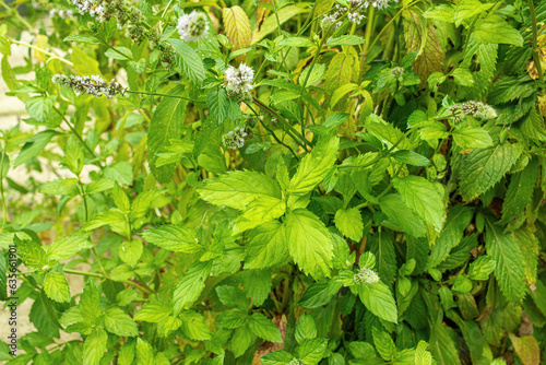 Wallpaper Mural Peppermint bush growing in summer garden.High quality photo Torontodigital.ca