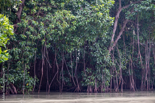 Rhizophora mucronata, loop root mangrove, red mangrove or Asiatic mangrove, is a species of mangrove found on coasts and river banks
