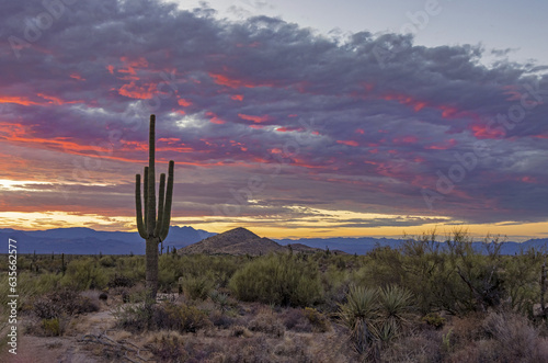 Lone Cactus At Sunrise Time In Arizona Desert Near Phoenix