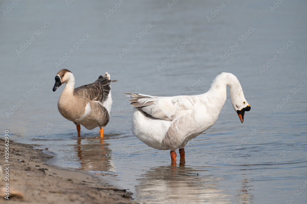 Goose are stand on the shore.Selective focus.