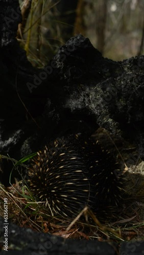 Australian Echidna looking for ants under a burnt black hollow log, facing away from the camera  (ID: 635667149)
