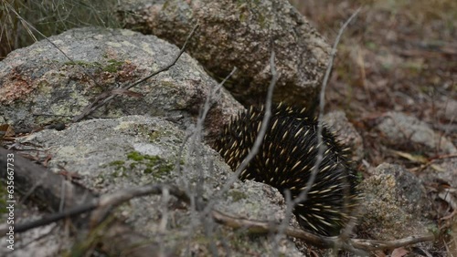 Australian Echidna looking for ants and climbing over moss coloured granite boulders, no audio. (ID: 635667733)