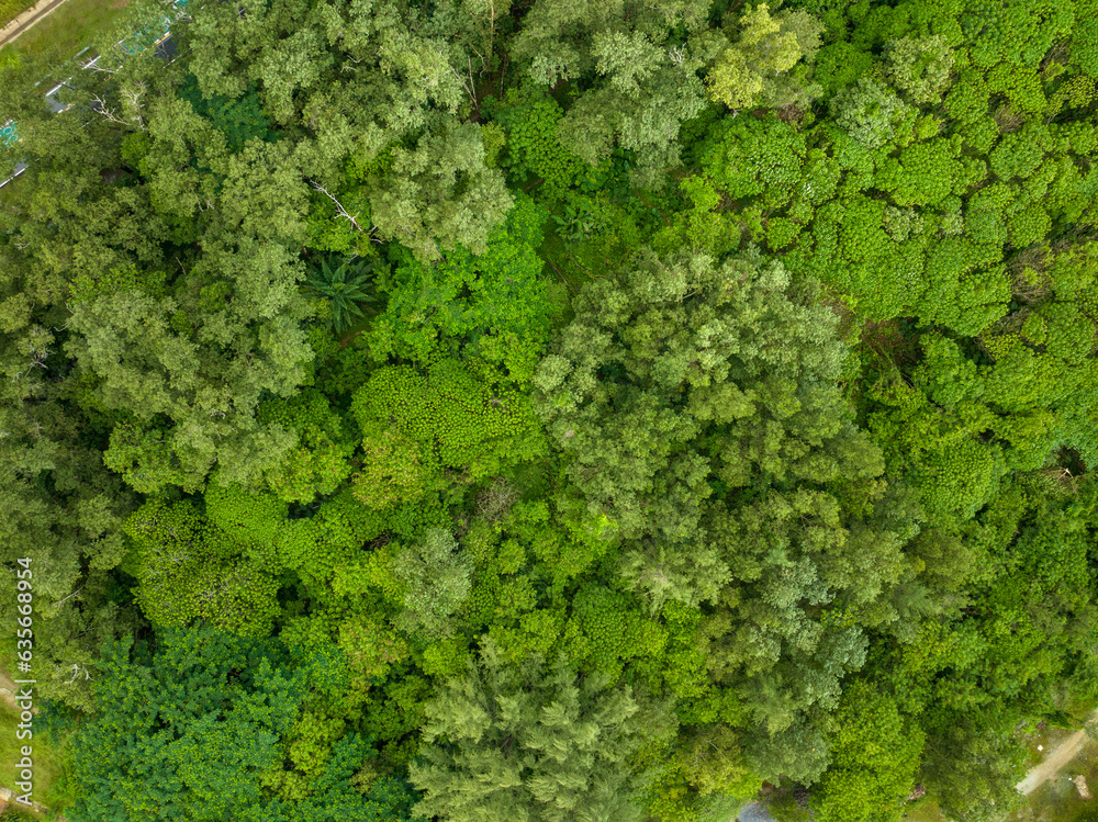 Amazing nature top view trees forest background