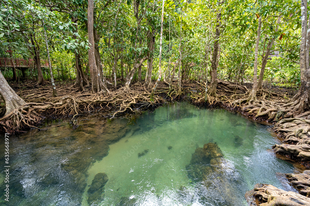 Amazing crystal clear emerald canal with mangrove forest at Thapom Krabi Thailand ,Emerald pool is unseen pool in mangrove forest nature background