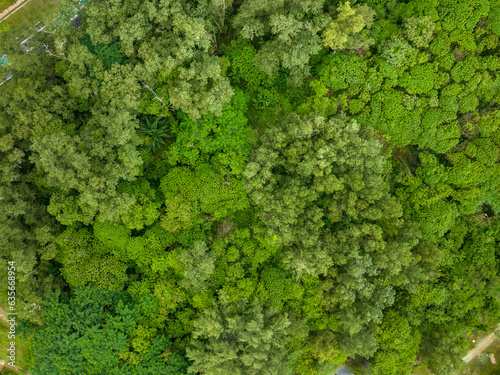 Amazing nature top view trees forest background © panya99