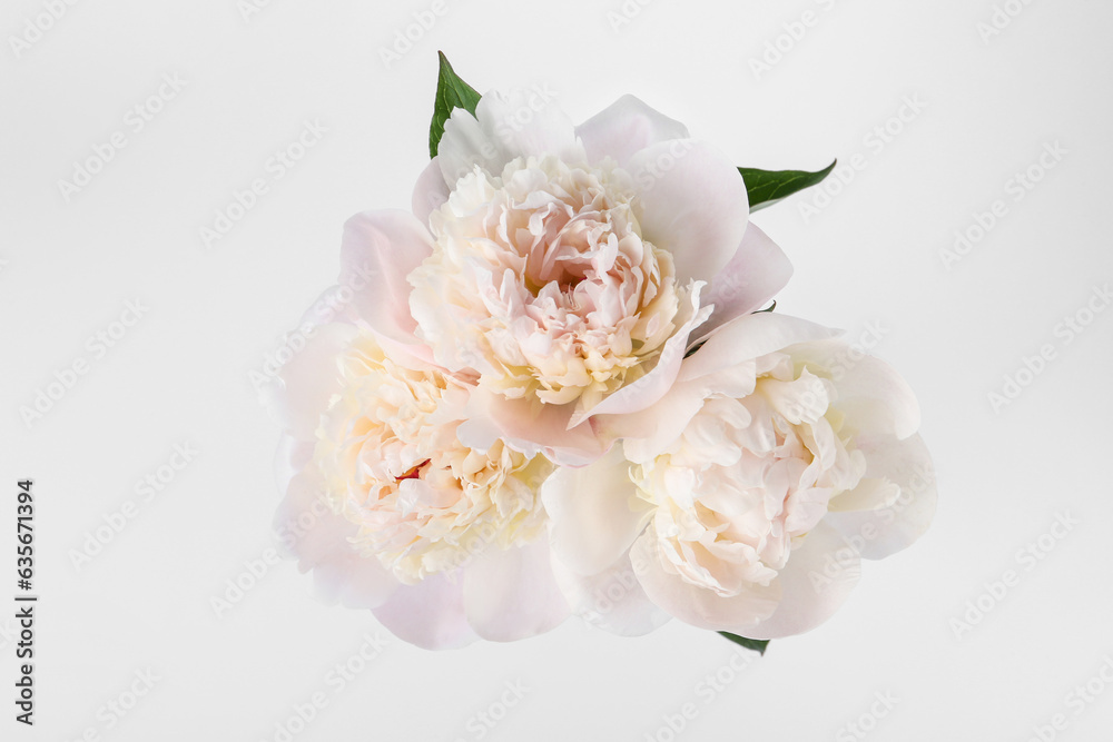 Beautiful peonies on white background, top view