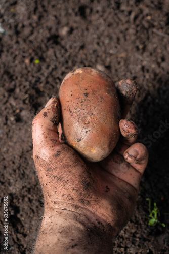 dirty hand holding a potato