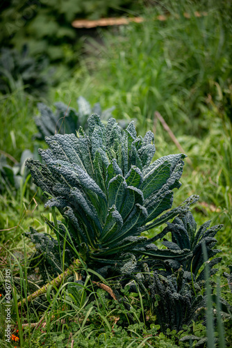 Organic Kale Plant surrounded by ground cover plants growing on an organic permaculture farm in Queensland, Australia (ID: 635677305)