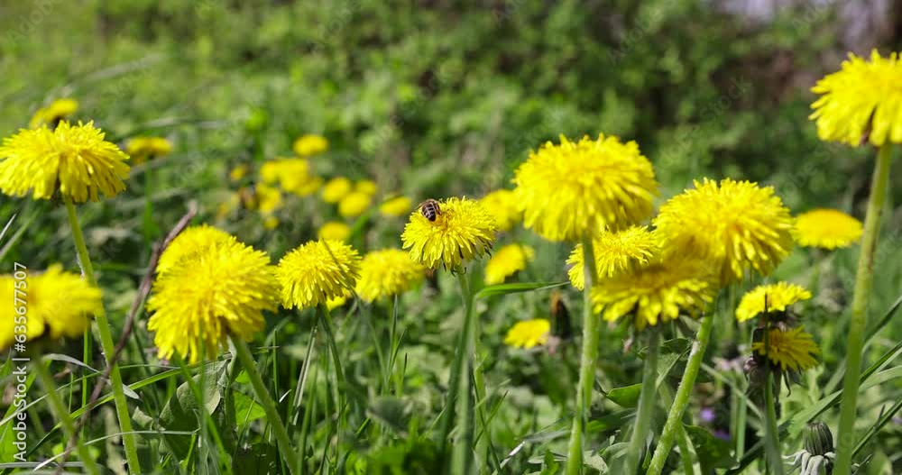 yellow spring dandelions blooming in the field