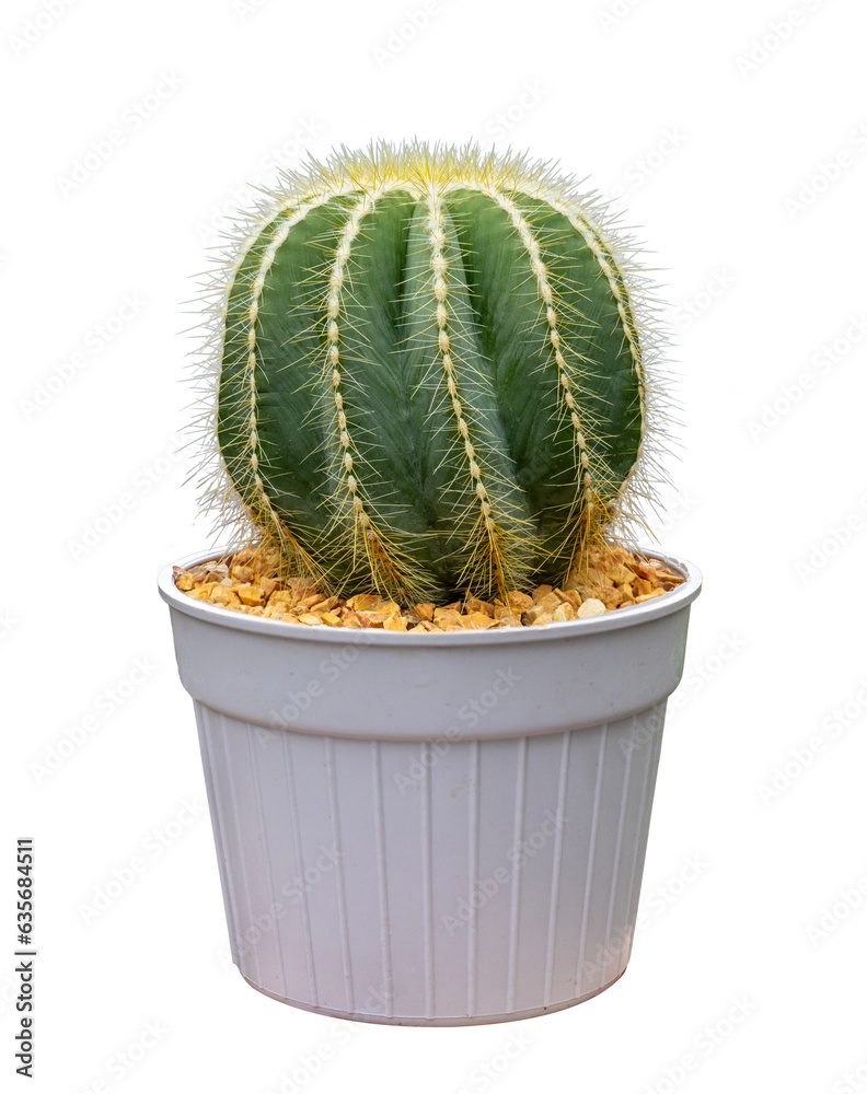 Miniature parodia magnifica houseplant in pot isolated on white background for the small garden and drought tolerant plant Miniature parodia magnifica houseplant in pot isolated on white background for the small garden and drought tolerant plant