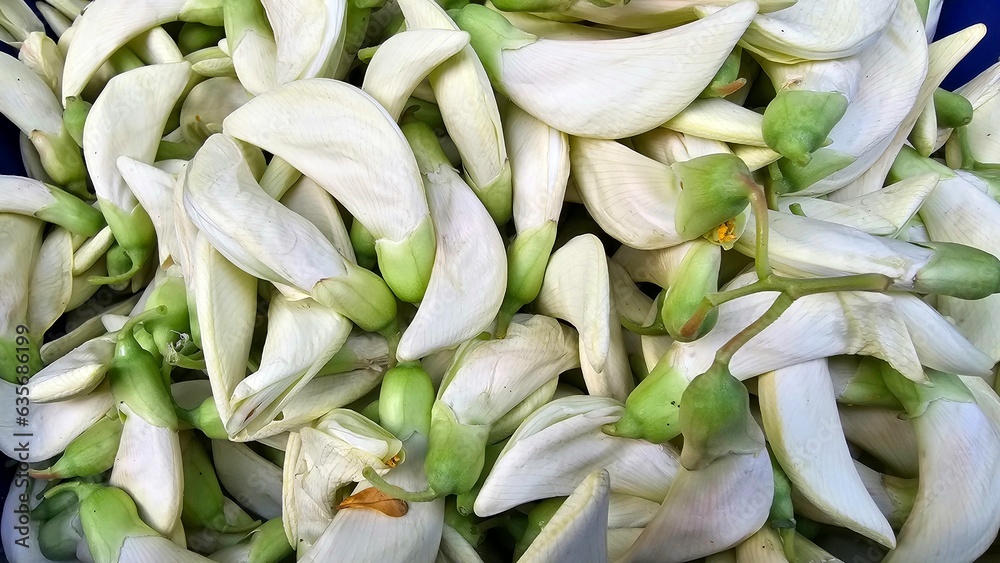 Khae herbs have other local names that are white, red, white, white, red, red, red (Bangkok-Chiang Mai), Kae, Ban, Ton Khae, Khae, Ban Dok Daeng, Ban (central region), Kaeng Khae herbs have other local names that are white, red, white, white, red, red, red (Bangkok-Chiang Mai), Kae, Ban, Ton Khae, Khae, Ban Dok Daeng, Ban (central region), Kaeng