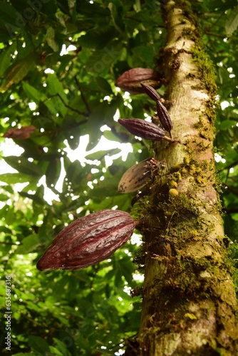 Cacao Tree With Fruit From Below  Puerto Misahualli  Ecuador 