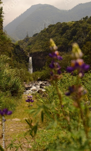 Ulba Waterfall Purple Wild Flowers (Baños, Ecuador) photo