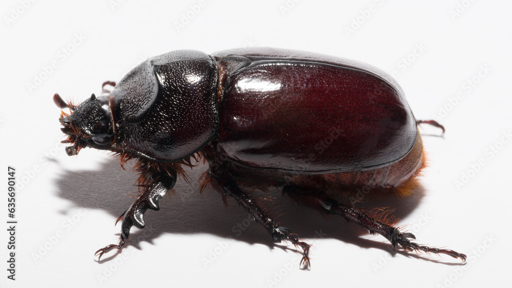 European rhinoceros beetle (Oryctes nasicornis) is a large flying beetle belonging to the subfamily Dynastinae. Imago, a female insect. European rhinoceros beetle (Oryctes nasicornis) is a large flying beetle belonging to the subfamily Dynastinae. Imago, a female insect.