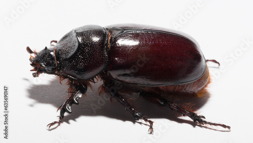 European rhinoceros beetle (Oryctes nasicornis) is a large flying beetle belonging to the subfamily Dynastinae. Imago, a female insect. © Piotr