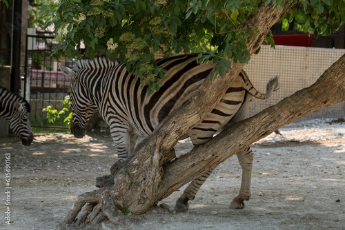 Plains zebra (Equus quagga, formerly Equus burchellii), also known as the common zebra. Animal life in the zoo.
