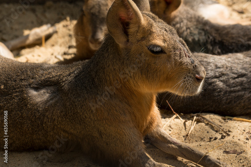 Maras, subfamily Dolichotinae, are a group of rodents in the family Caviidae. photo