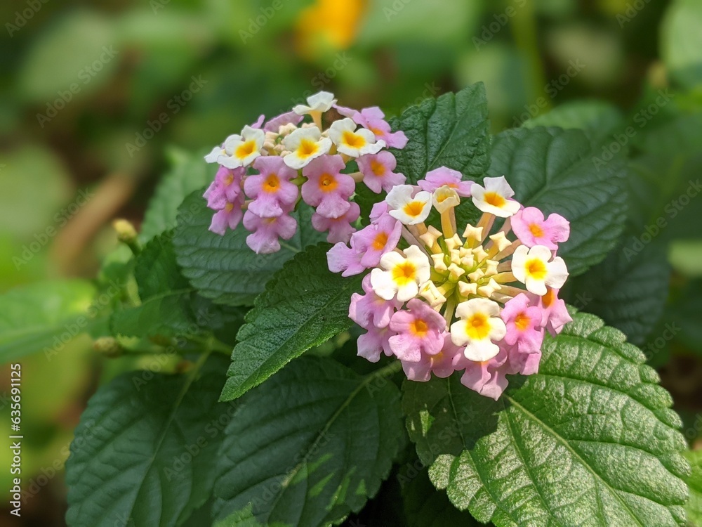Lantana flower is a species of perennial flowering plant in the verbena family. Lantana flower is a species of perennial flowering plant in the verbena family.