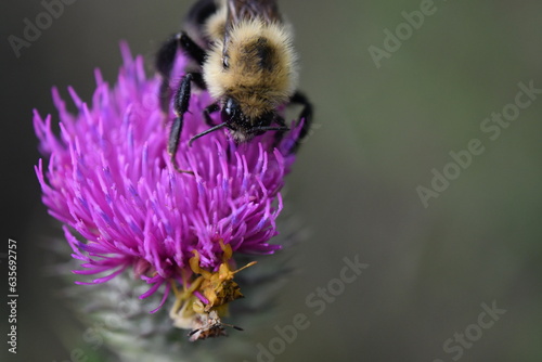 bee on a flower macro © Devan