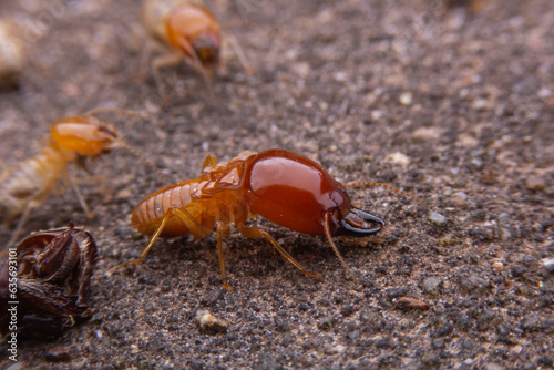 Termite