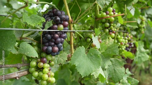 Wallpaper Mural grapes on a vine Torontodigital.ca