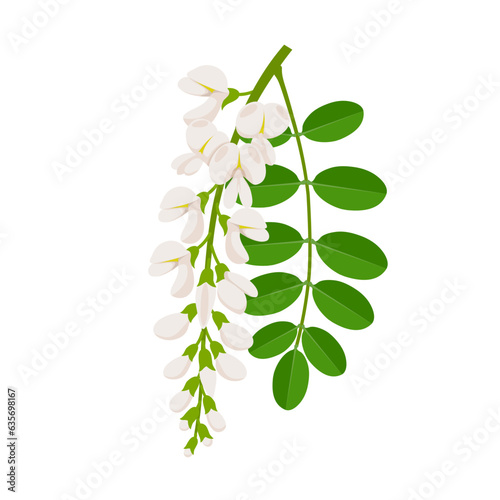 Vector illustration, blooming acacia flower with green leaves, scientific name Robinia pseudoacacia, isolated on white background.