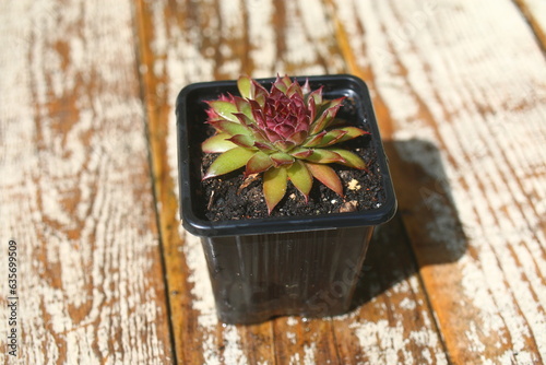 rojnik ogrodowy Sempervivum