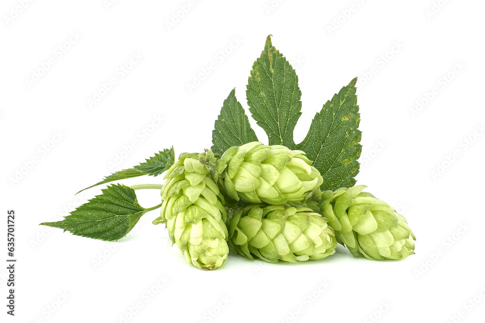 Humulus lupulus seed cones isolated on white Humulus lupulus seed cones isolated on white