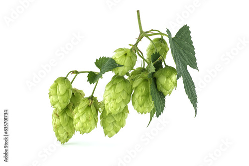 Valokuvatapetti Hop branches with green leaves isolated on white
