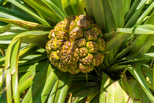 Fruit of the pandanus palm. Kings Park and Botanic Garden, Perth, Western Australia. photo