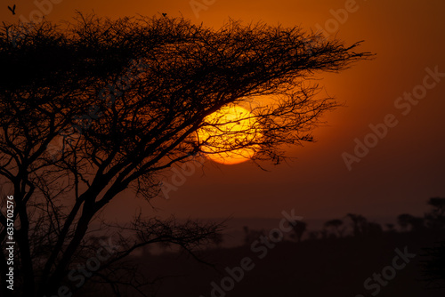 Africa s golden hour sunset