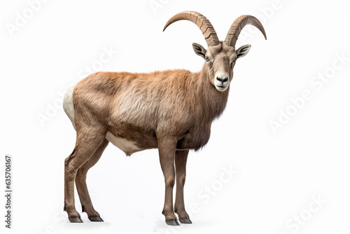 Alpine Ibex isolated on a white background. Animal right side view portrait.