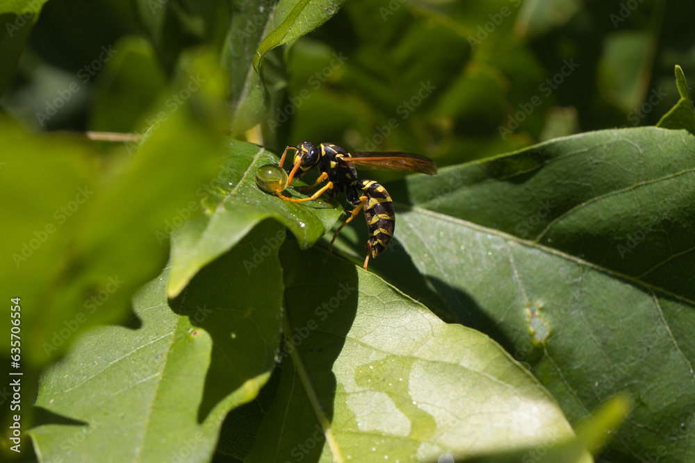 European Paper Wasp in Puyallup, Washington.