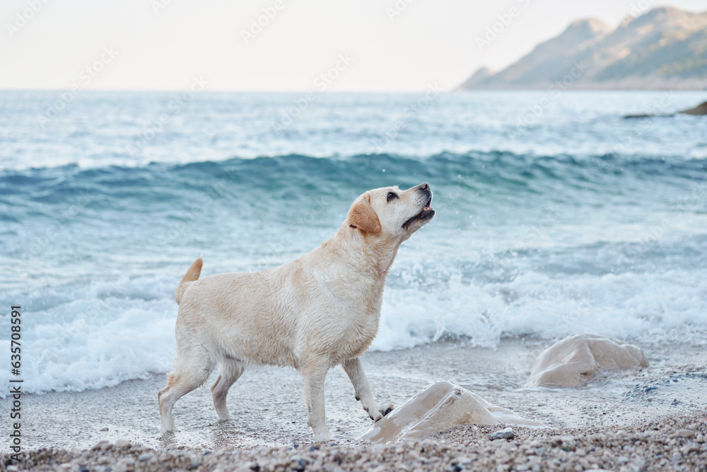 the dog is standing by the sea. Fawn labrador retriever in nature. Traveling and vacationing with a pet the dog is standing by the sea. Fawn labrador retriever in nature. Traveling and vacationing with a pet