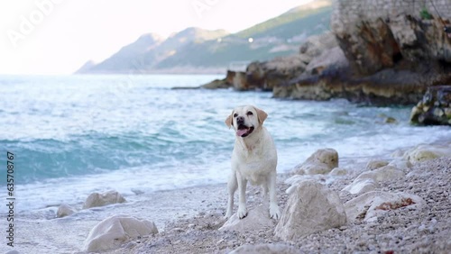 the dog is standing by the sea. Fawn labrador retriever in nature. Traveling and vacationing with a pet