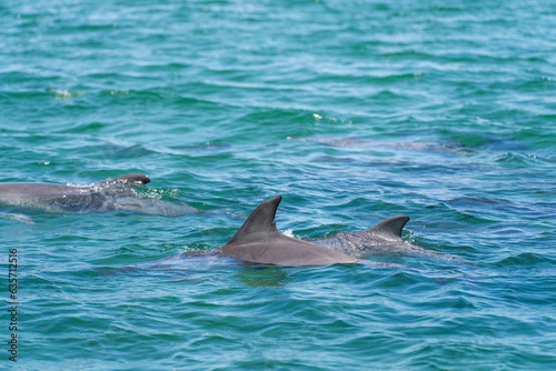 Wild dolphins in Koombana Bay. Bunbury, Western Australia.
