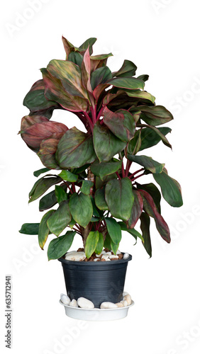 Plants in pots that begin to wither due to lack of care, watering and fertilization isolated on white background included clipping path.