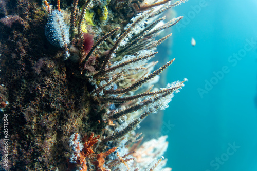 Coral life on the Busselton Jetty pylons. Busselton, Western Australia. photo