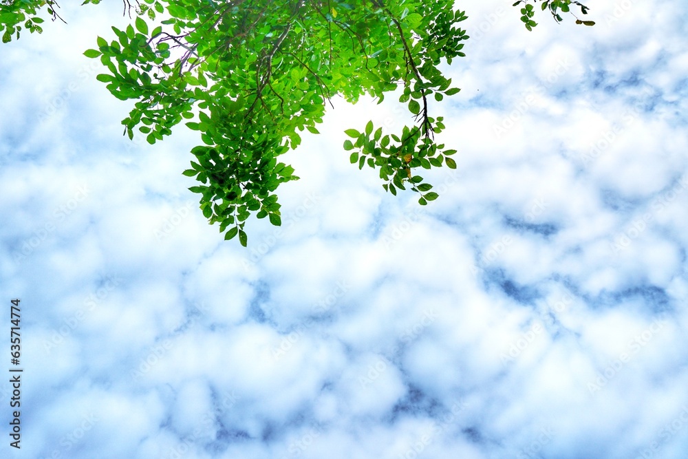 The leaves have a sky background blue cloud Environment The leaves have a sky background blue cloud Environment