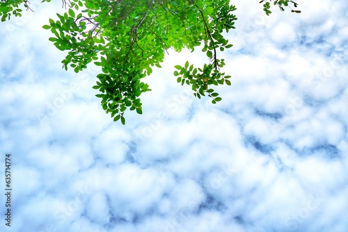 The leaves have a sky background blue cloud Environment