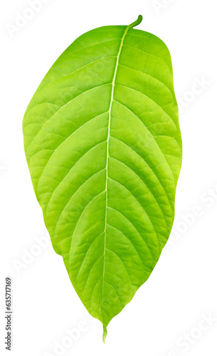 Green yellow leaves pattern of tropical leaf plant isolated