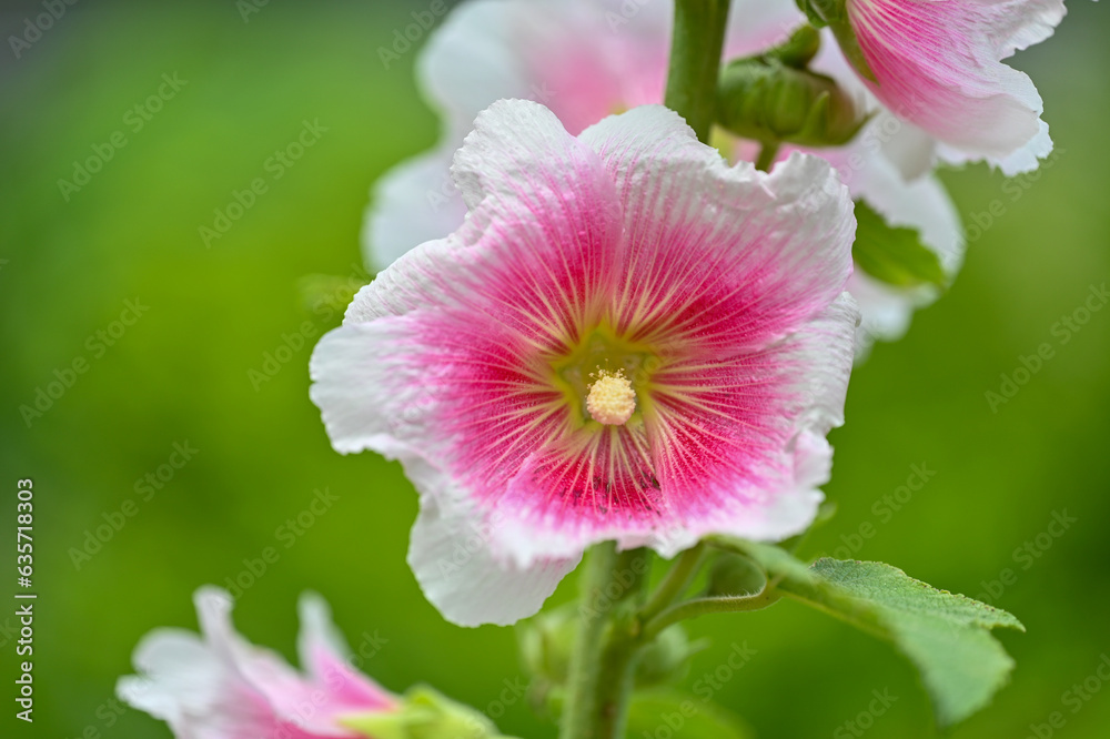 花 花