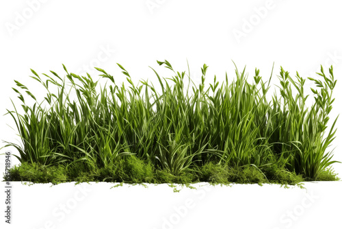 Grass with Transparent Background, Generative Ai