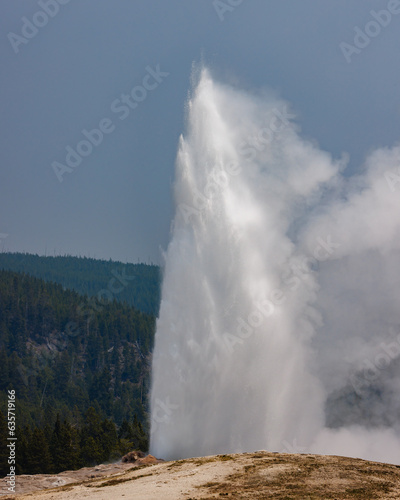 Old Faithful erupting in Yellowstone National Park during spring. 