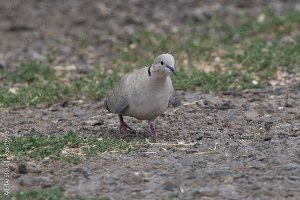 Türkentaube (Streptopelia decaocto) 