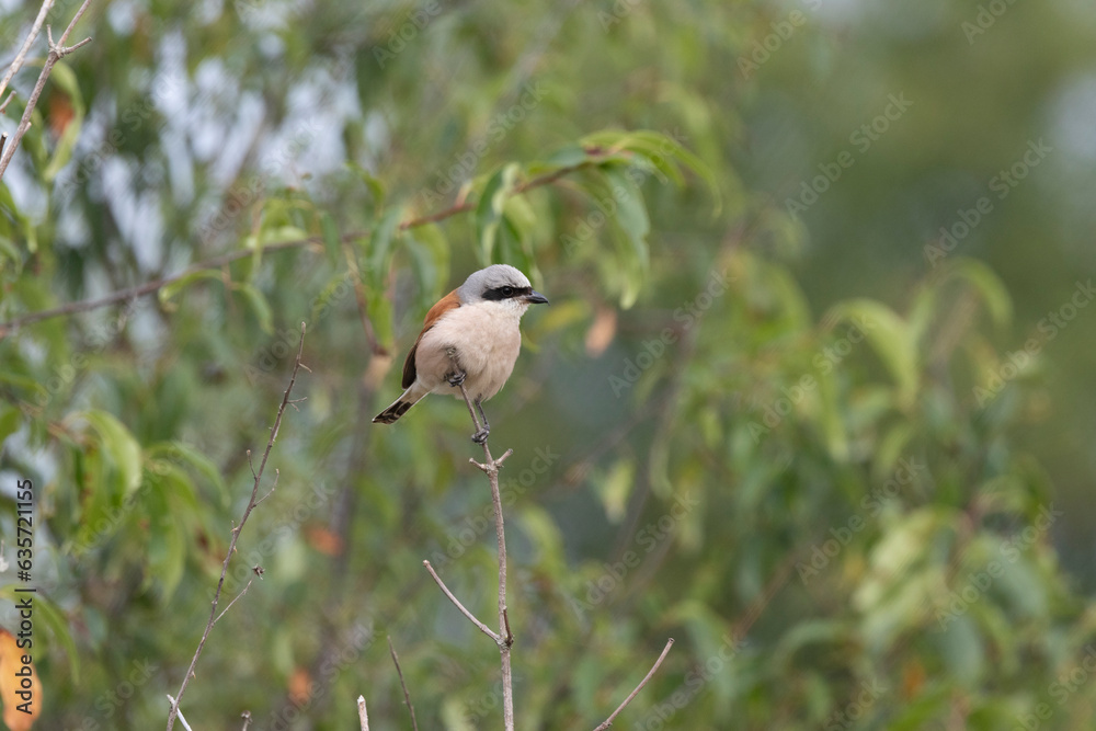 Neuntöter (Laius collurio) oder Rotrückenwürger Neuntöter (Laius collurio) oder Rotrückenwürger