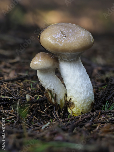 Kuhmaul, Großer Gelbfuß, Großer Schmierling  (Gomphidius glutinosus) photo